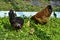 Chickens listening attentively to his mother-hen