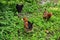 Chickens listening attentively to his mother-hen