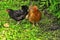 Chickens listening attentively to his mother-hen