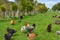 Chickens in an Organic Tea Tree Plantation, Karamea, New Zealand