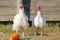 Chickens in an Outdoor Coop