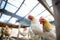 chickens pecking in a coop with mesh roof at noon