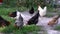 Chickens pecking at food in the yard
