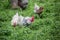 Chickens pecking on meadow