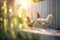 chickens pecking near a wood fence, sunlight filtering