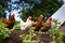 chickens pecking at a vegetable garden, showcasing sustainability