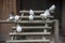 Chickens and pigeons on the chicken ladder