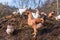 Chickens on a pile of manure