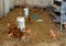 Chickens in poultry house equipped with feeding troughs and hatchery section