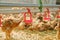 Chickens poultry meat production drinking water by nipple drinker system fresh water farm factory
