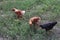 Chickens raised in an organic farm