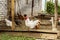 A chickens and a rooster in a chicken coop on a farm. This rural life scene on a farm the chickens and a rooster hunting for worms