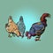 Chickens and rooster. farm bird