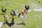 Chickens and rooster feeding on rural barnyard on green grass. Hens on backyard in eco farm. poultry farming concept