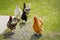 Chickens and rooster feeding on rural barnyard on green grass. Hens on backyard in free range poultry eco farm. poultry