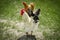 Chickens and rooster feeding on rural barnyard on green grass. Hens on backyard in free range poultry eco farm. poultry