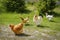 Chickens and rooster feeding on rural barnyard on green grass. Hens on backyard in free range poultry eco farm. poultry farming