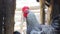 Chickens and rooster in the hen house. Domestic bird. Barn