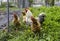 Chickens and a rooster near a metal grate in the garden. Farming, cattle. Laying hens