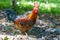 Chickens rooster on traditional free range poultry farm