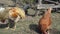 Chickens and rooster in the village yard