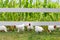 Chickens and Roosters Running Under Fence