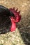 Chickens and roosters on a Russian farm.