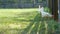 Chickens running across yard in single file and ducking under fence with bright, warm sunlight and green grass.