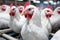 Chickens in a rural coop, a livestock haven for natural and healthy agriculture