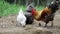 Chickens Scratching in Dirt