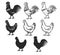 Chickens set vector illustration in black and white, contour and silhouettes.