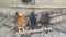 Chickens sit in rural chicken coop in winter