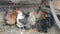 Chickens sit in rural chicken coop in winter