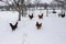 Chickens on the snowy farm