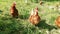 Chickens in South West Germany spring