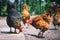 Chickens on traditional free range poultry farm