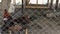 Chickens walk behind bars in the henhouse on farmyard.