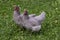 Chickens walk on the lawn on the green grass