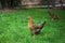 Chickens walking in the green grass and looking for something to eat. Multicolored happy chicken