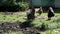 Chickens walking on green meadow grass in poultry farm. Livestock farm