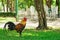 Chickens walking in the park.Natural background.