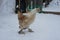 Chickens in winter. Hens - layers in the winter in the yard