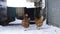 Chickens in winter. Hens - layers in the winter in the yard