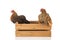 Chickens on wooden crate