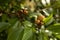 Chickoo / Sapodilla fruits ripe on tree with green leafs in sunlight