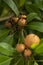 Chickoo / Sapodilla fruits ripe on tree with green leafs in sunlight