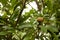 Chickoo / Sapodilla fruits ripe on tree with green leafs in sunlight