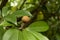 Chickoo / Sapodilla fruits ripe on tree with green leafs in sunlight