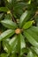 Chickoo / Sapodilla fruits ripe on tree with green leafs in sunlight