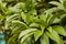 Chickoo / Sapodilla fruits tree with green leafs in sunlight